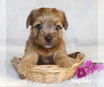 Image preview for Ad Listing. Nickname: Sophie