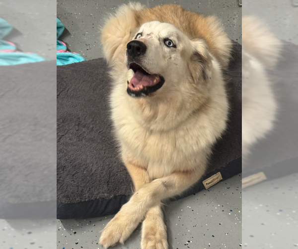 Medium Photo #10 Great Pyrenees-Unknown Mix Puppy For Sale in Brooklyn Center, MN, USA