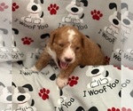Small #4 Goldendoodle (Miniature)