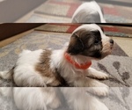Small Photo #1 Zuchon Puppy For Sale in SHAWNEE, KS, USA