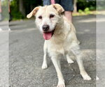 Small #5 Labrador Retriever Mix