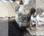 Puppy Felix Pug