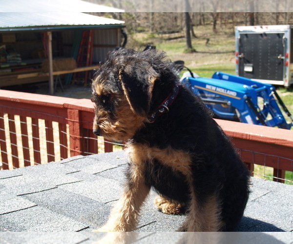 Medium Photo #7 Airedale Terrier Puppy For Sale in CHARLESTOWN, IN, USA