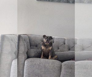 American Bullnese Dogs for adoption in PEMBROKE PINES, FL, USA