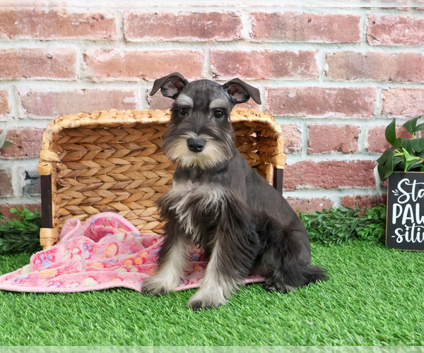 Medium Photo #9 Schnauzer (Miniature) Puppy For Sale in SYRACUSE, IN, USA