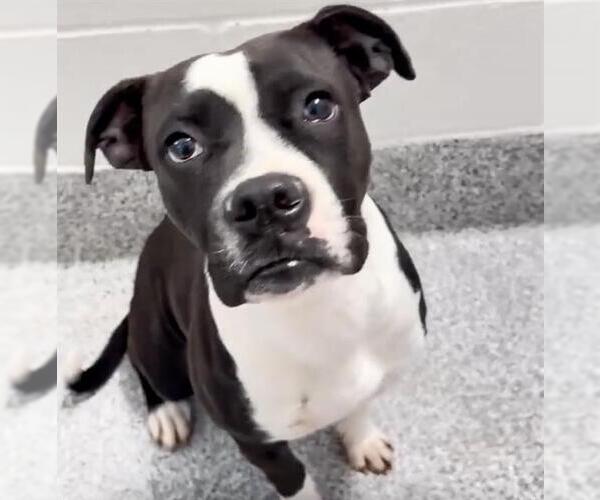 Medium Photo #2 Boxer-Unknown Mix Puppy For Sale in Houston, TX, USA