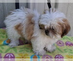Small #2 Shih Tzu