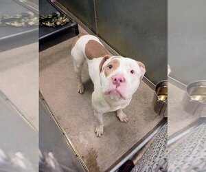 Mutt Dogs for adoption in La Porte, IN, USA