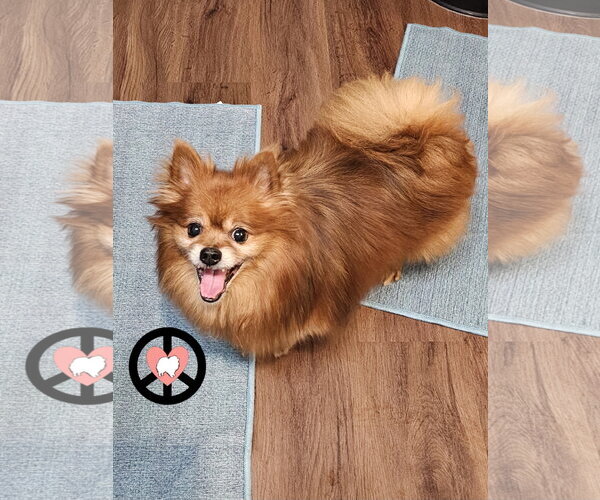 Medium Photo #2 Pomeranian Puppy For Sale in Lebanon, PA, USA