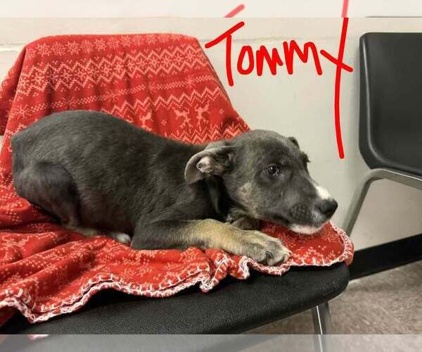 Medium Photo #3 Holland Shepherd-Unknown Mix Puppy For Sale in Imlay City, MI, USA