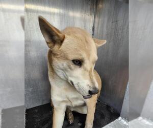 Shiba Inu-Unknown Mix Dogs for adoption in San Antonio, TX, USA