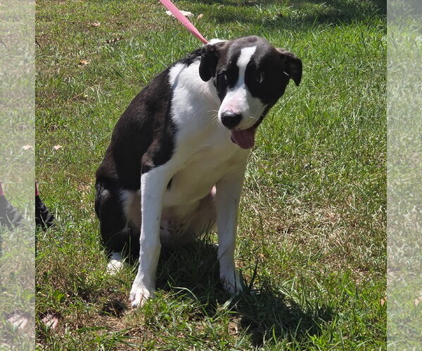 Medium Photo #2 Mutt Puppy For Sale in Yardley, PA, USA