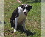 Small #1 Mutt