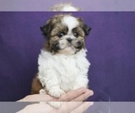 Small Photo #15 Shih Tzu Puppy For Sale in WARSAW, IN, USA
