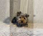 Small Photo #5 Yorkshire Terrier Puppy For Sale in CANOGA, NY, USA