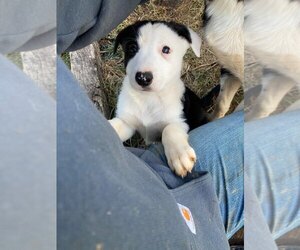Border Collie Puppy for sale in SPARTA, NC, USA