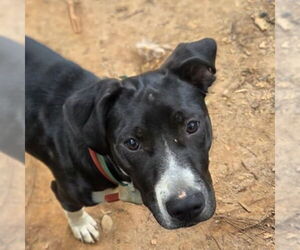 Labrador Retriever-Unknown Mix Dogs for adoption in Canton, CT, USA