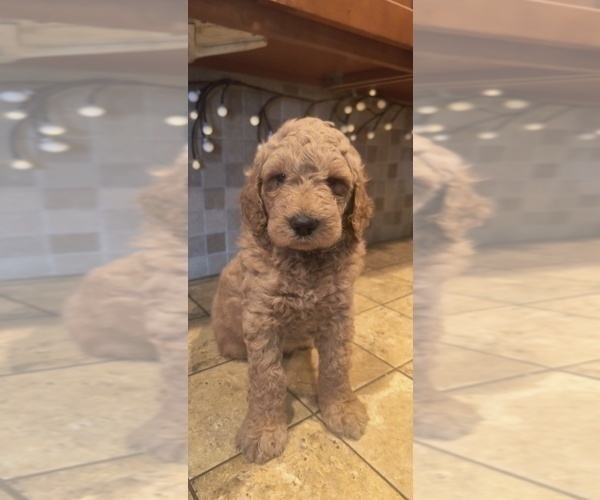 Medium Photo #2 Goldendoodle Puppy For Sale in HOUSEVILLE, NY, USA