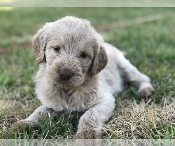 Medium Photo #23 Labradoodle Puppy For Sale in JARRELL, TX, USA