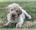 Small Photo #23 Labradoodle Puppy For Sale in JARRELL, TX, USA