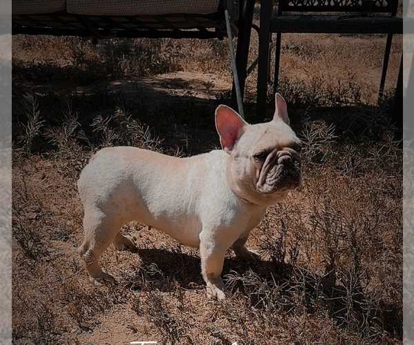 Medium Photo #6 French Bulldog Puppy For Sale in YUCCA VALLEY, CA, USA