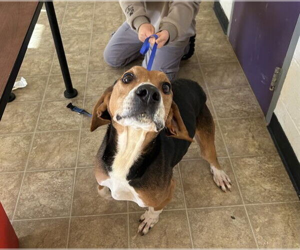 Medium Photo #1 Mutt Puppy For Sale in Raleigh, NC, USA