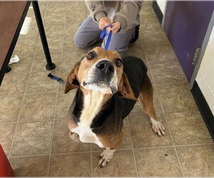 Mutt Dogs for adoption in Raleigh, NC, USA