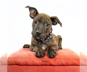 Plott Hound-Unknown Mix Dogs for adoption in Hot Springs Village, AR, USA