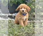 Small Photo #8 Goldendoodle Puppy For Sale in ARAB, AL, USA
