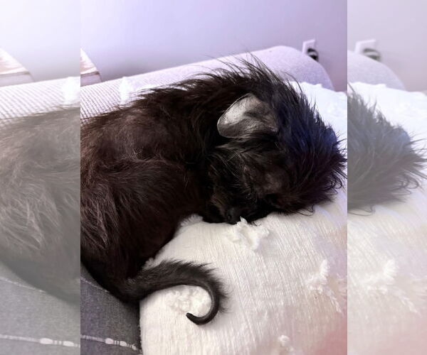 Medium Photo #4 Mutt Puppy For Sale in Germantown, OH, USA