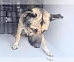 Small Photo #2 German Shepherd Dog-Unknown Mix Puppy For Sale in Houston, TX, USA
