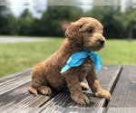 Small Photo #17 Goldendoodle Puppy For Sale in KISSIMMEE, FL, USA