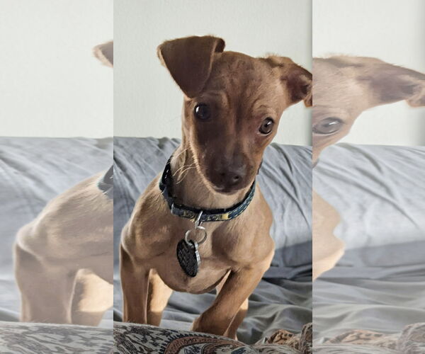 Medium Photo #2 Chihuahua-Unknown Mix Puppy For Sale in Bellevue, WA, USA