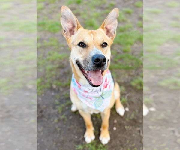 Medium Photo #4 Mutt Puppy For Sale in Boonton, NJ, USA