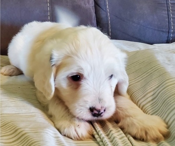 Medium Photo #10 Bernedoodle (Miniature) Puppy For Sale in LEETONIA, OH, USA