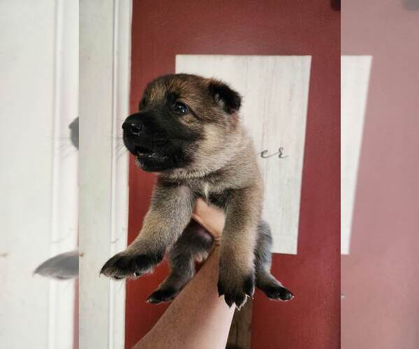 Medium Photo #4 German Shepherd Dog Puppy For Sale in PORTAGE, IN, USA