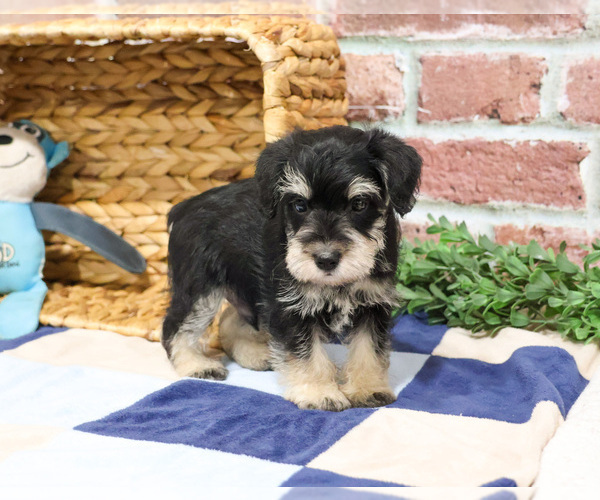 Medium Photo #2 Schnauzer (Miniature) Puppy For Sale in SYRACUSE, IN, USA