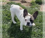 Small Photo #4 French Bulldog Puppy For Sale in Hesperia, CA, USA