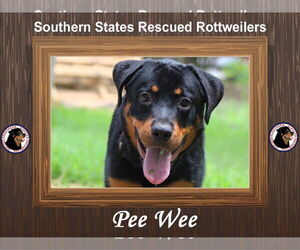 Medium Rottweiler Mix