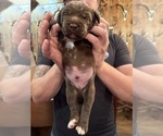 Small Photo #15 Labradinger Puppy For Sale in NEW CONCORD, OH, USA