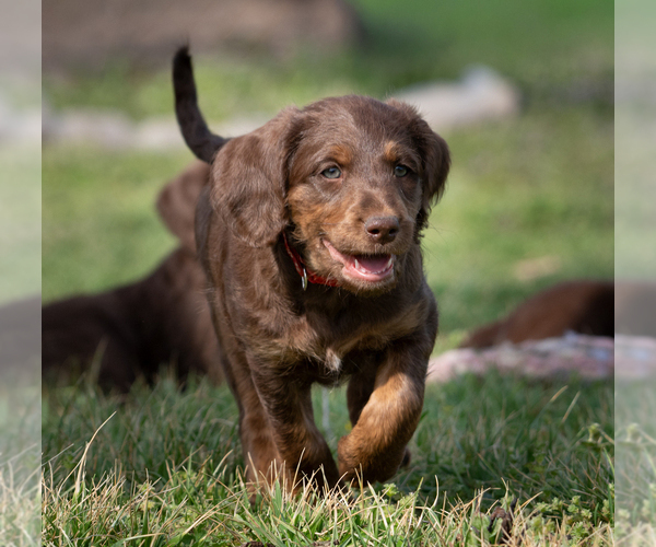 Medium Photo #3 Labradoodle Puppy For Sale in DEEPWATER, MO, USA