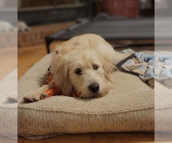 Medium Photo #10 Goldendoodle Puppy For Sale in Arlington, VA, USA