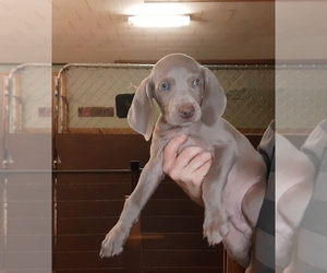 Weimaraner Puppy for sale in MILTON, FL, USA