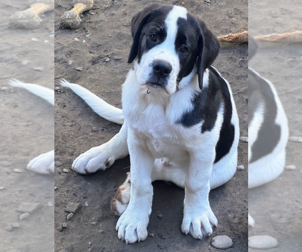 Medium Photo #3 Cane Corso-Saint Bernard Mix Puppy For Sale in WORCESTER, MA, USA