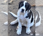 Small Photo #34 Cane Corso-Saint Bernard Mix Puppy For Sale in WORCESTER, MA, USA