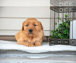 Puppy Abby Golden Retriever