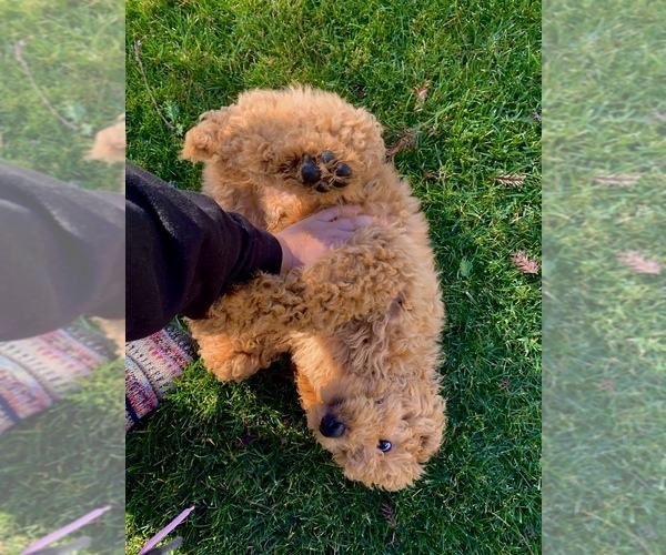 Medium Photo #8 Poodle (Standard) Puppy For Sale in OAKLAND, CA, USA