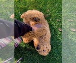 Small Photo #8 Poodle (Standard) Puppy For Sale in OAKLAND, CA, USA