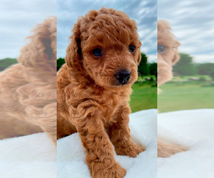 Poodle (Toy) Puppy for sale in INMAN, SC, USA