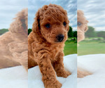 Small Poodle (Toy)